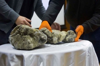 В Сибири нашли древние останки двух пещерных львят
