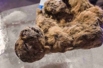 В Сибири нашли древние останки двух пещерных львят