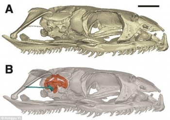Ученые выяснили, как змеи лишились ног