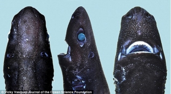 Океанологи нашли новый вид светящихся акул