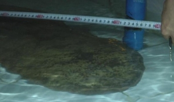 В Китае нашли двухсотлетнюю саламандру-монстра