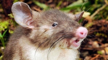  Крысосвинья и дементор. Необычные животные, открытые в 2015 году