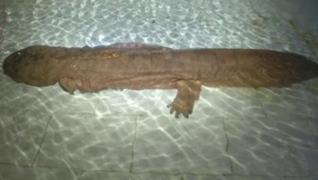 В Китае нашли двухсотлетнюю саламандру-монстра