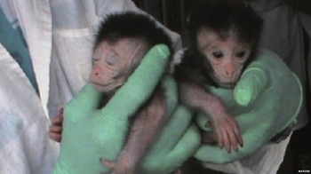 Ученые впервые создали обезьян-аутистов 