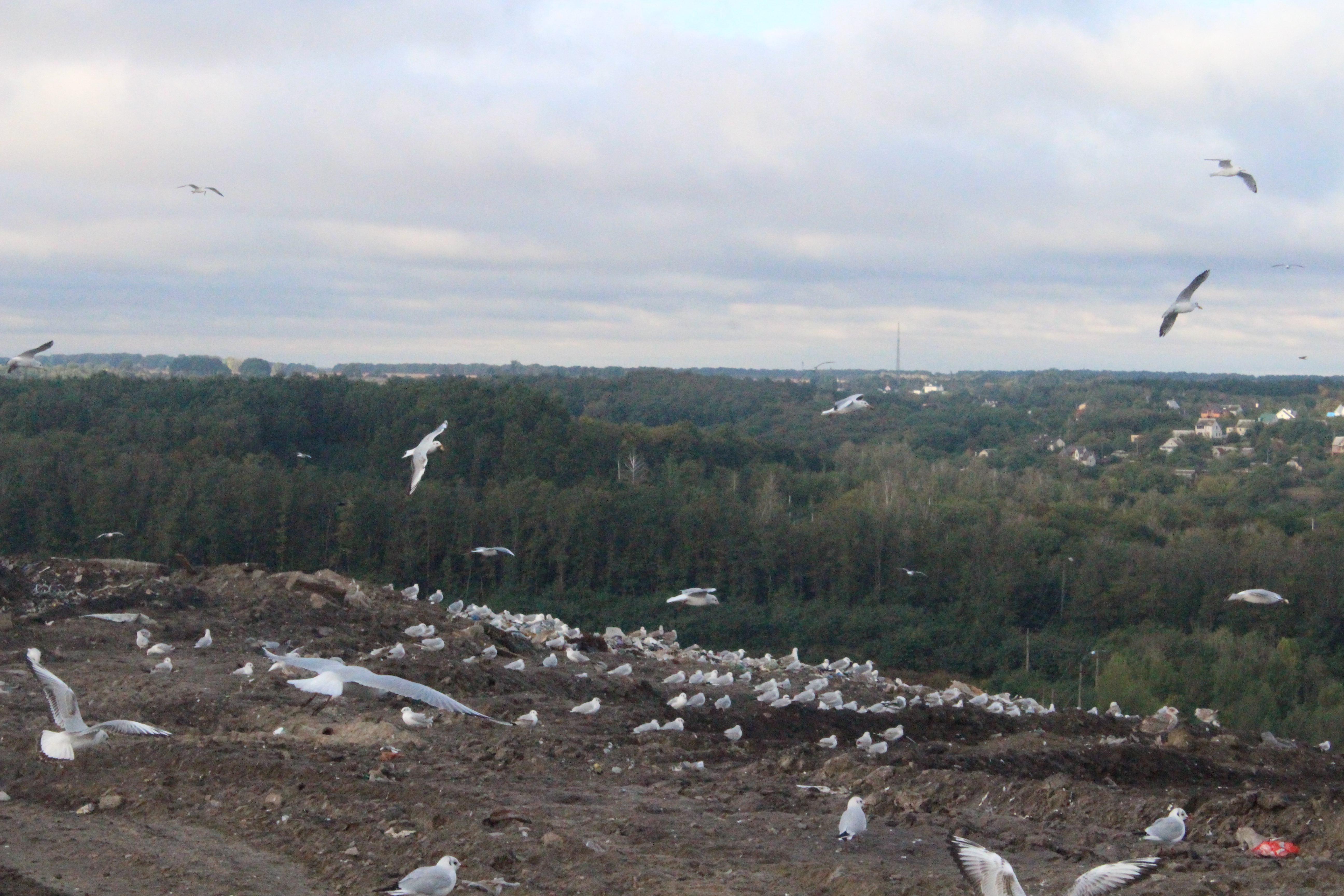Перегнило, повоняло - и забыли. Как село Подгорцы в 30 километрах от Киева задыхается от мусора - большой репортаж Радио НВ