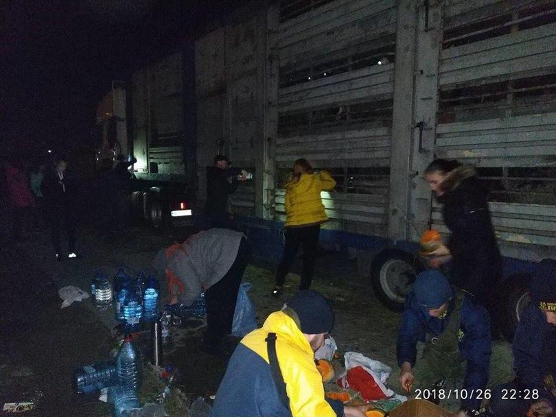 В Черноморске зоозащитники заблокировали фуру с овцами, которых везут на уничтожение