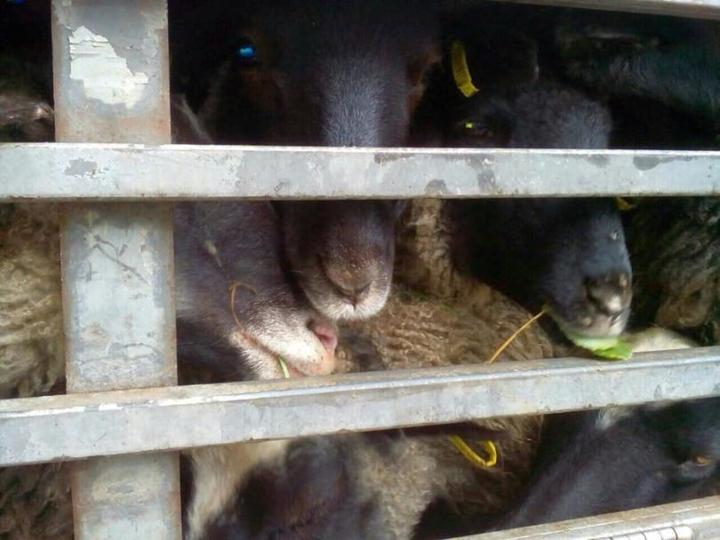 В Черноморске зоозащитники заблокировали фуру с овцами, которых везут на уничтожение