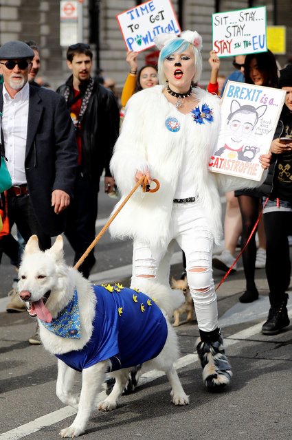 В Лондоне собаки "вышли" на протест против Brexit