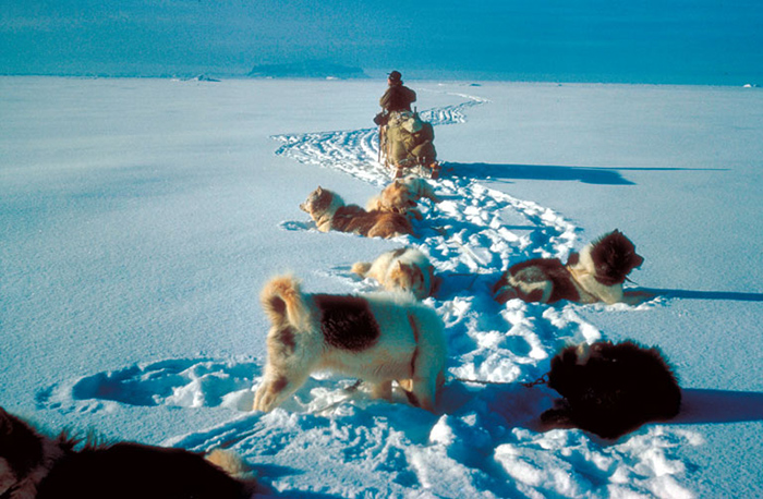 Почему в Антарктике больше нет (и скорее всего не будет) ни одной собаки