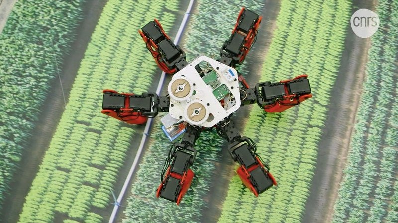 Создан робот, осуществляющий навигацию подобно пустынному муравью 