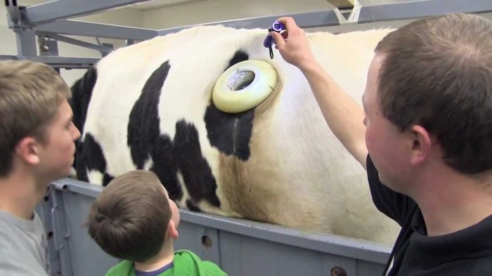 В Швейцарии фермеры делают коровам в боку дырку: зачем она нужна 