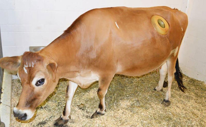 В Швейцарии фермеры делают коровам в боку дырку: зачем она нужна 