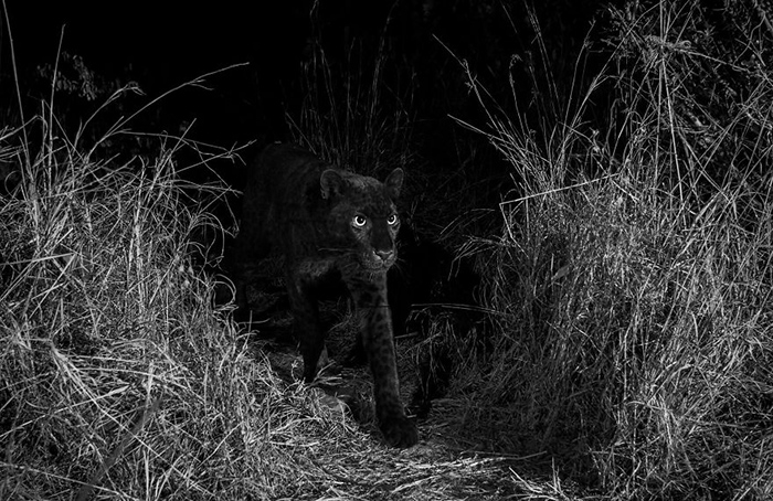 Впервые за 100 лет появились фотодоказательства существования африканской черной пантеры