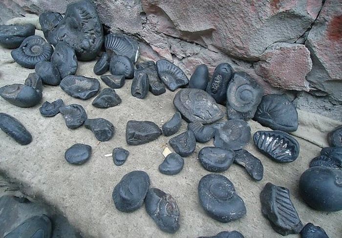 10 доисторических окаменелостей, которые были обнаружены ещё древними людьми