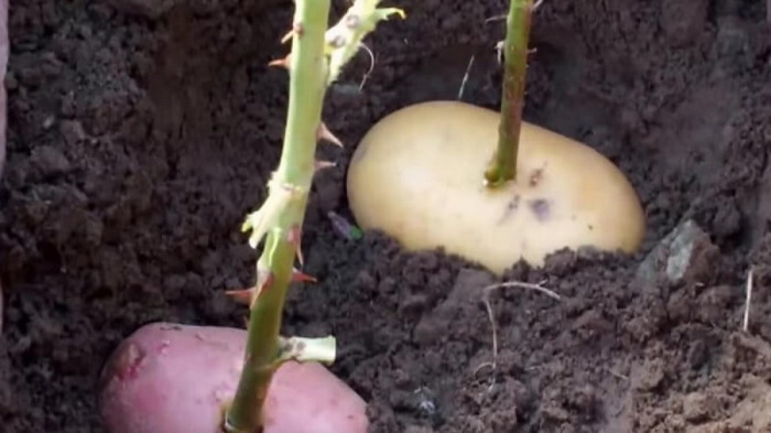 Как хозяин проращивает розы в картошке, эффект от которой заметен уже через неделю