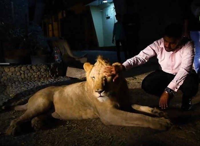 Настоящий Симба: Каково это — жить в доме с африканским львом