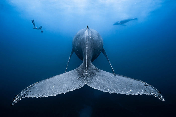 15 подводных фотографий, названых лучшими жюри конкурса «Фотограф года»