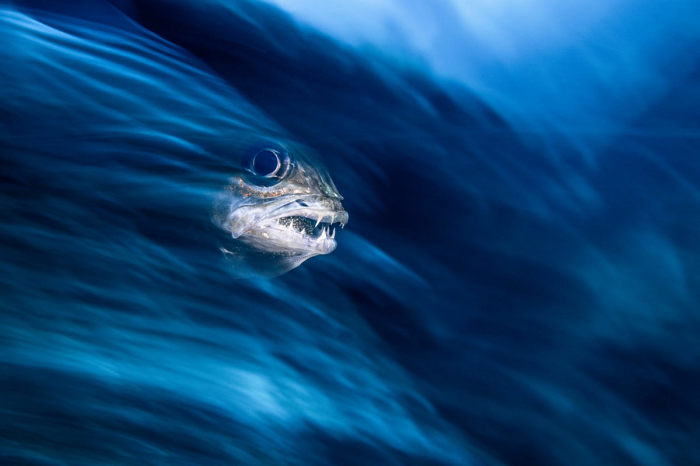 15 подводных фотографий, названых лучшими жюри конкурса «Фотограф года»