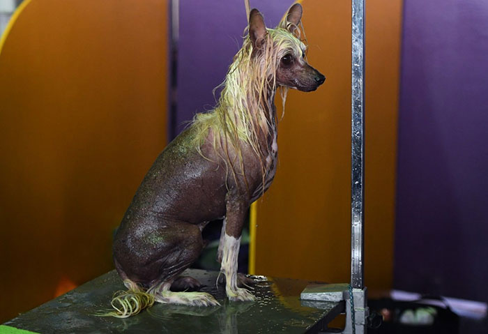 Что происходит за кулисами самой крупной выставки собак, и у каких пород больше шансов стать победителями