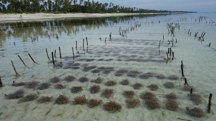 Дар океана: Как выращивают водоросли, которые позже превратятся в косметику