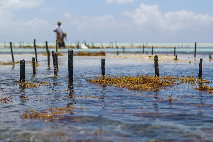 Дар океана: Как выращивают водоросли, которые позже превратятся в косметику