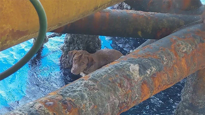 В Тайланде в 127 км от берега в открытом море спасли собаку