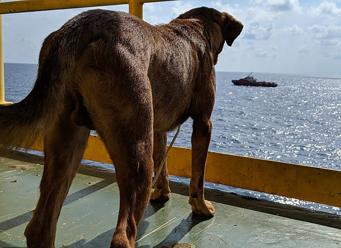 В Тайланде в 127 км от берега в открытом море спасли собаку