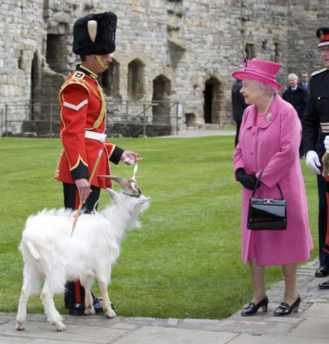 Как козёл попал в британскую армию, почему был разжалован и за что получил подарок от Елизаветы II