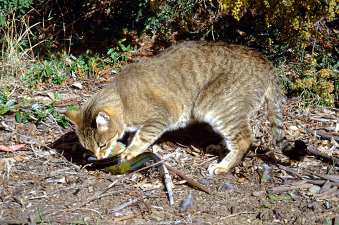 Почему Австралия планирует отравить миллионы своих кошек