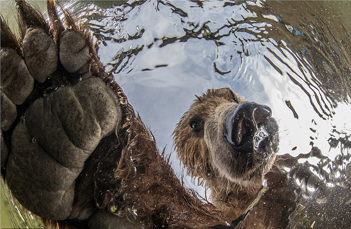 Русский медведь и флиртующий тетерев: Лучшие фотографии конкурса BigPicture