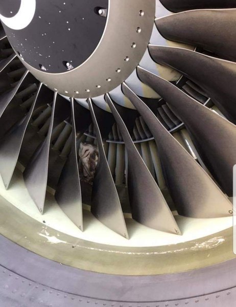 Сова в двигателе: может ли птица выжить, попав в самолет? 