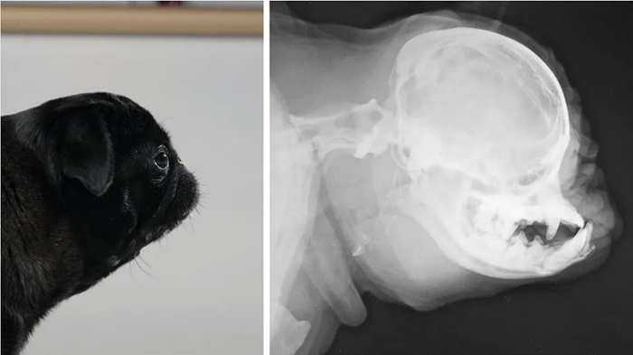 Ветеринары рассказали о собаках, которые страдают всю жизнь