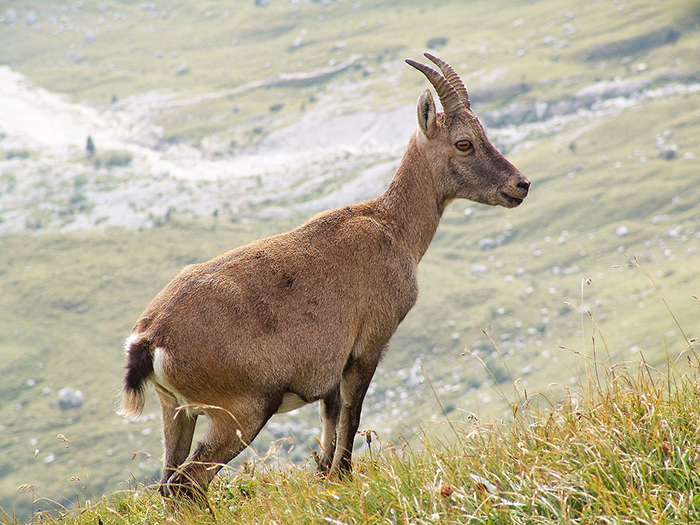 Зачем горные козлы забираются на отвесные плотины, где не растет трава