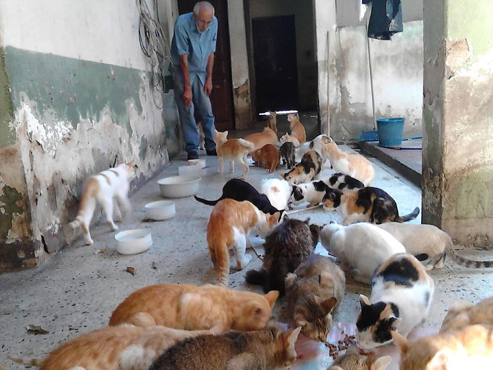 Человечность в трудное время: Семья заботится о 50 бездомных кошках 