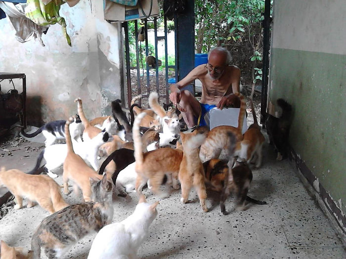 Человечность в трудное время: Семья заботится о 50 бездомных кошках 