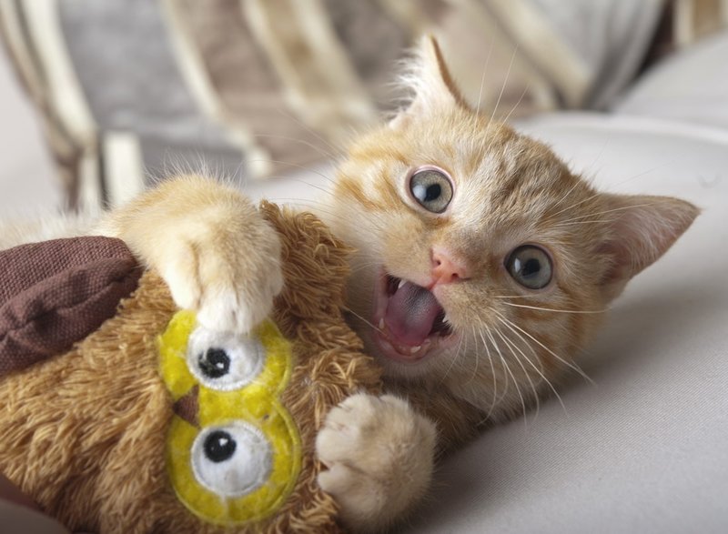Фото смешных и милых котят
