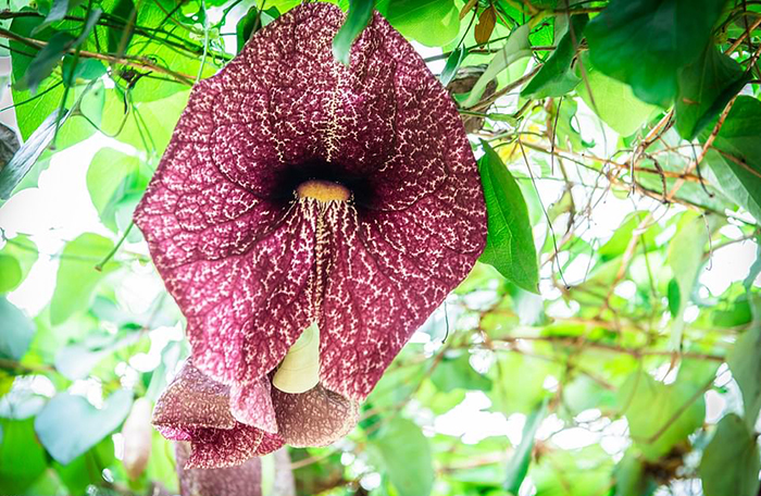 «Кровоточащий» гриб и цветок с запахом тухлого мяса: Где можно самые странные растения