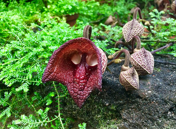 «Кровоточащий» гриб и цветок с запахом тухлого мяса: Где можно самые странные растения