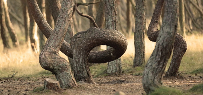 Танцующий Лес на Крушской косе: Какую тайну хранят пляшущие деревья этого аномального места?