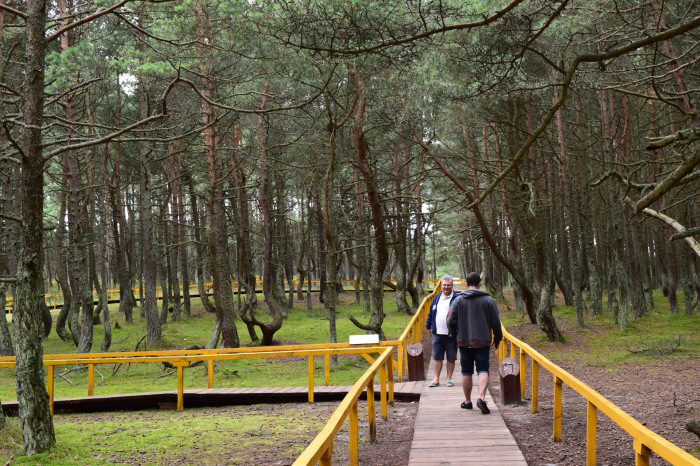Танцующий Лес на Крушской косе: Какую тайну хранят пляшущие деревья этого аномального места?