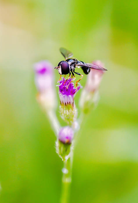 Целующиеся улитки, муравей с цветком и другие: Лучшие фотографии международного конкурса «Small Photo»