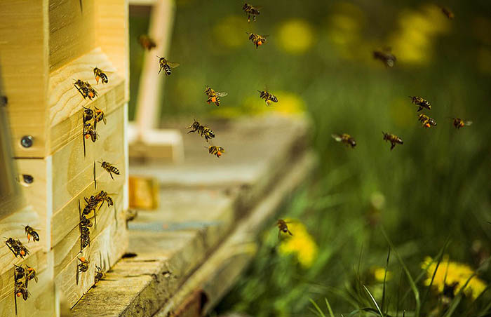 Целующиеся улитки, муравей с цветком и другие: Лучшие фотографии международного конкурса «Small Photo»