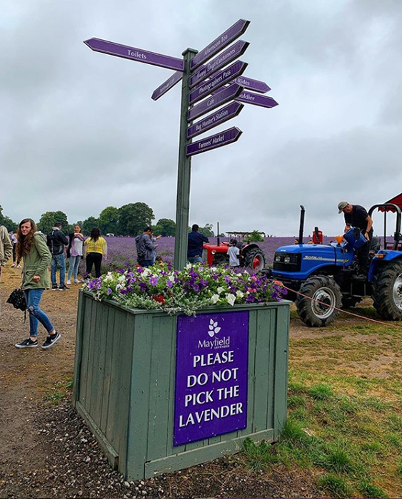 «Туристы, не приходите»: Ферма, выращивающая лаванду, столкнулась с гипер-популярностью