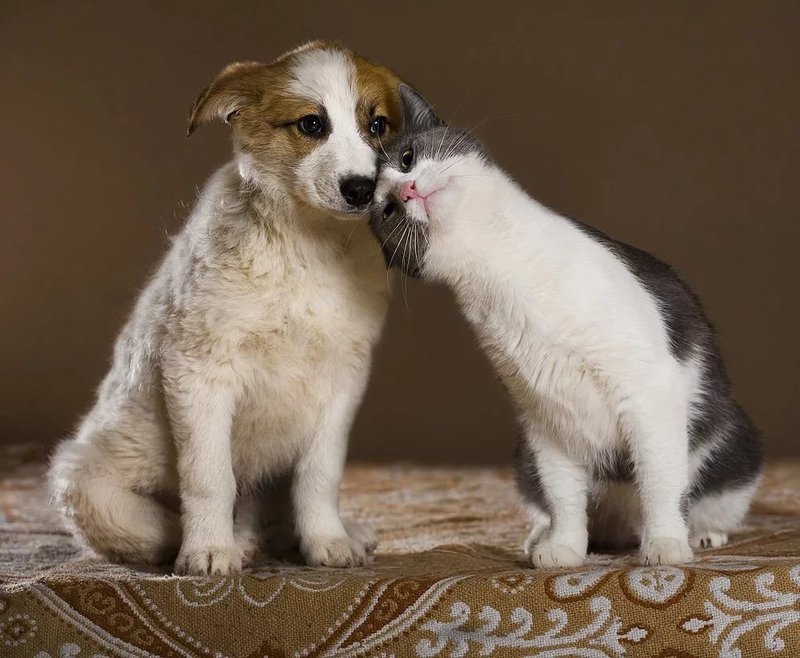 Забавные фото собак и кошек