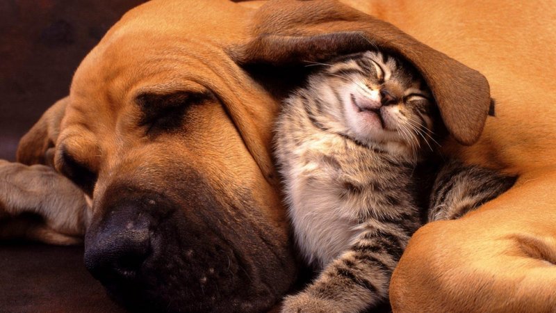 Забавные фото собак и кошек