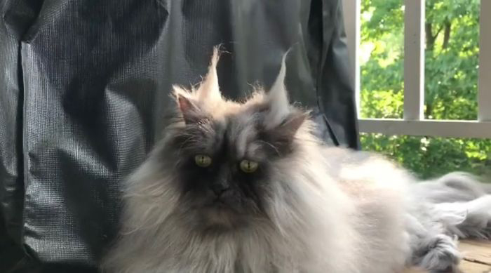 Злюка Джуно — гималайский кот, который покорил Инстаграм своей шевелюрой