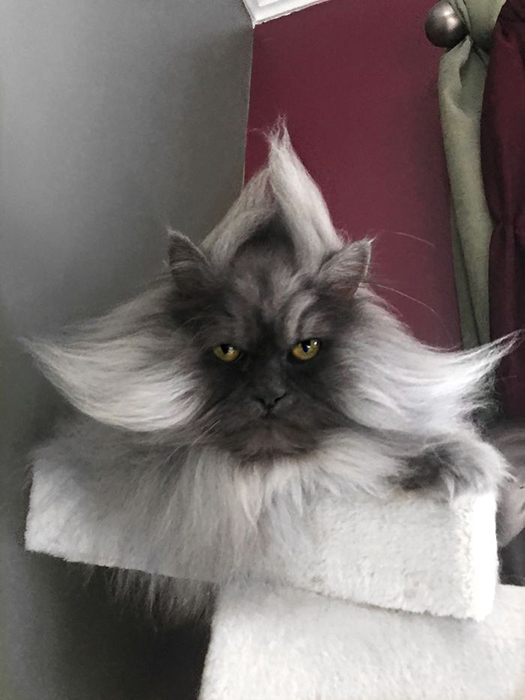 Злюка Джуно — гималайский кот, который покорил Инстаграм своей шевелюрой