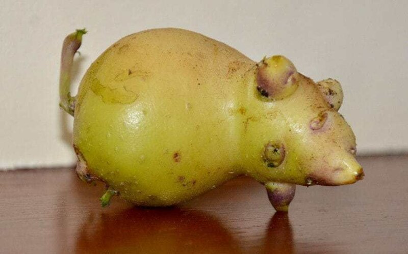 20 забавных фруктов и овощей, которые заставят смеяться в голос