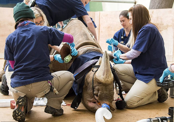 Как обследовали и спасали носорога: Закулисье ветеринарной жизни