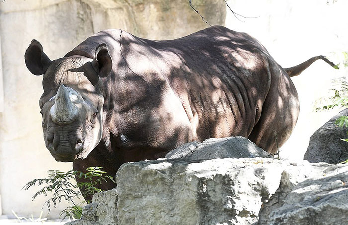 Как обследовали и спасали носорога: Закулисье ветеринарной жизни